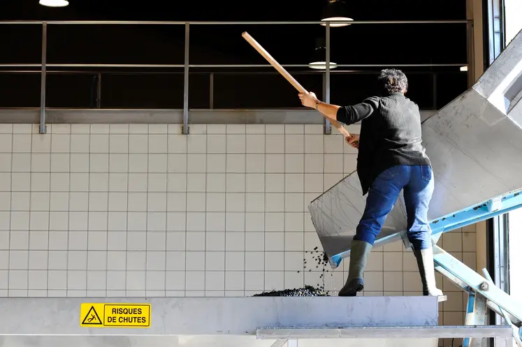 Travail en cave d’un salarié après livraison du raisin pour vinification. Un panneau de signalisation du danger de chute est visible, pour la prévention des risques d'accident. 