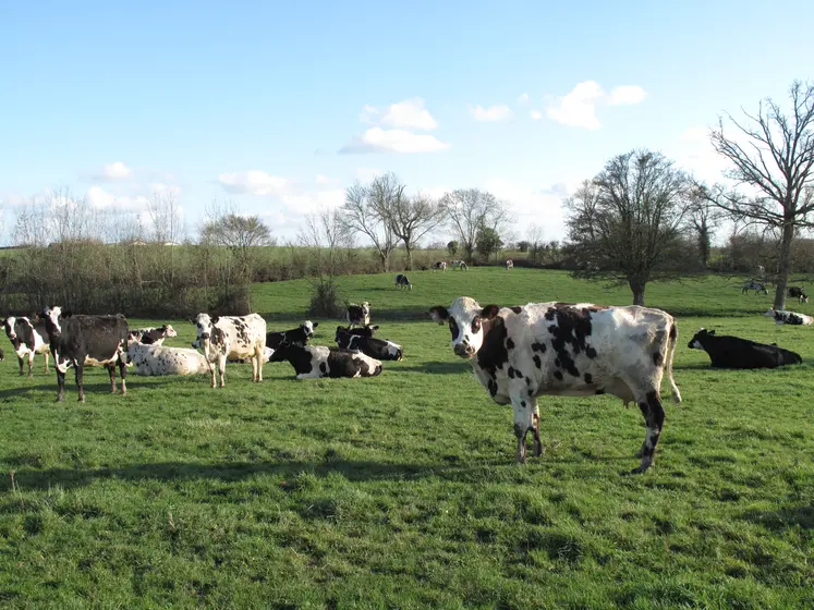 Vaches normandes dans un prairie bocagère