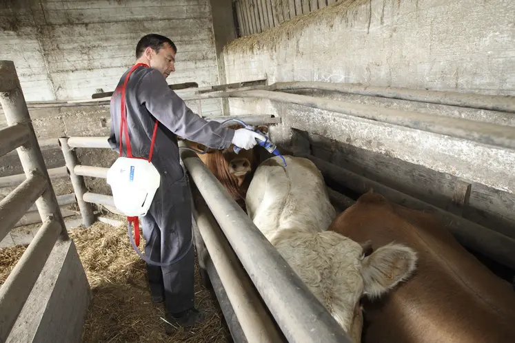 Vétérinaire appliquant un produit antiparasitaire dans un élevage de bovins viande. 