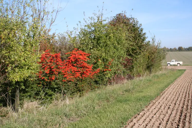 Haie d'arbustres en bordure de champs