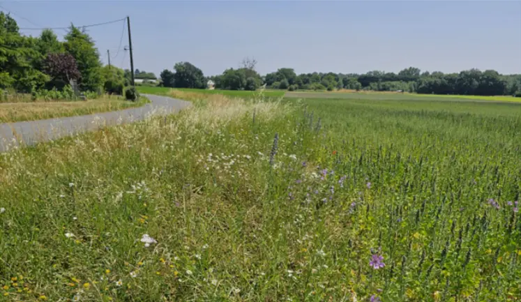Bande fleurie en bordure de route et de champ