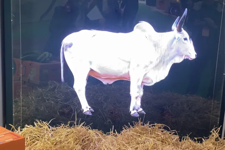   Hologramme de la vache Biguine  