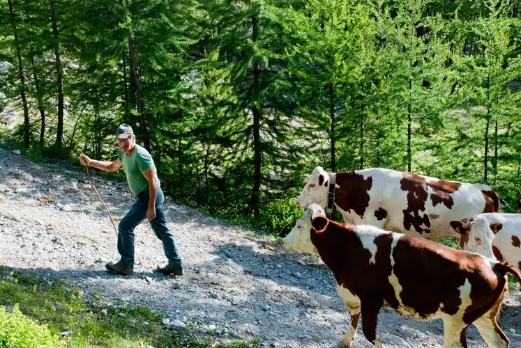 Montée en estive des génisses et vaches de race Montbéliarde guidées par un vacher vers le col de Furfande dans les Hautes-Alpes. 