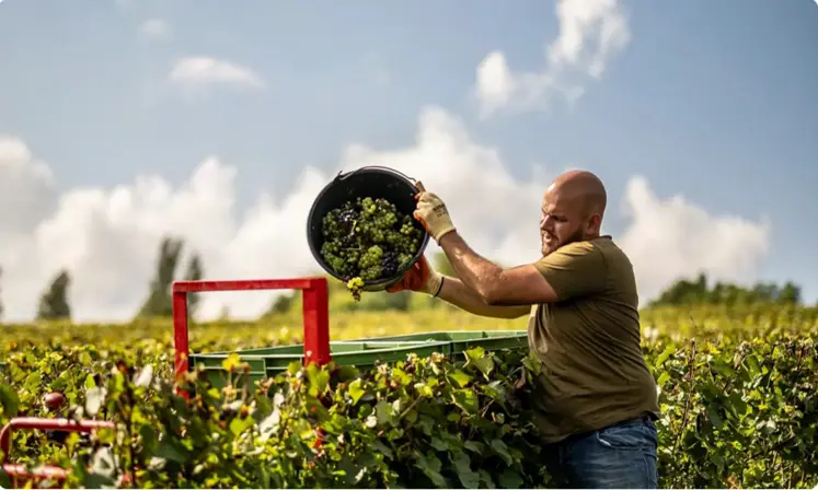 Homme travaillant dans un vignoble