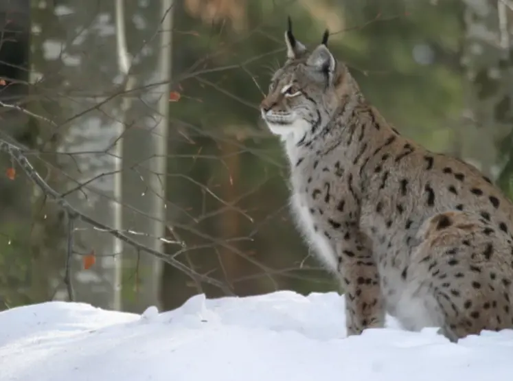 lynx dans la neige
