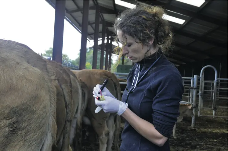 Vétérinaire en milieu rural réalisant une prise de sang dans un élevage de bovins viande. 