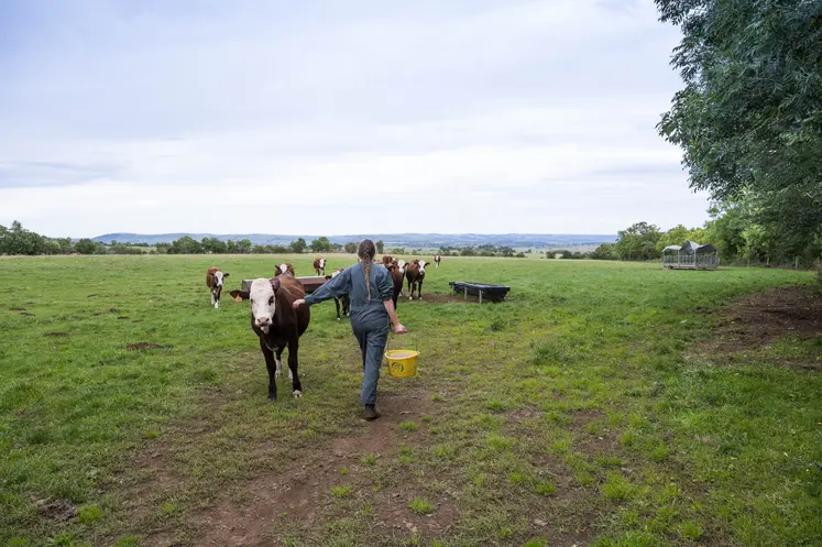 Une agricultrice apporte des compléments alimentaires à ses génisses de race abondance au pâturage