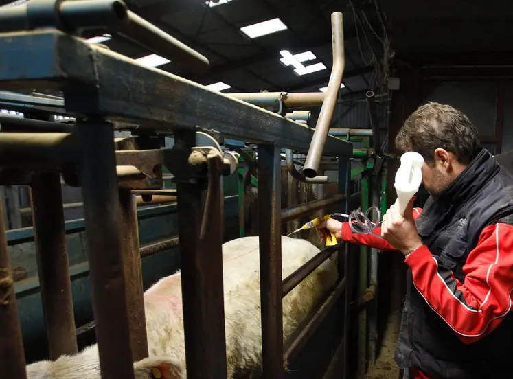 Vaccination d'un bovin dans un élevage de Reims issu d'un lot de broutards de race Charolaise et Salers.