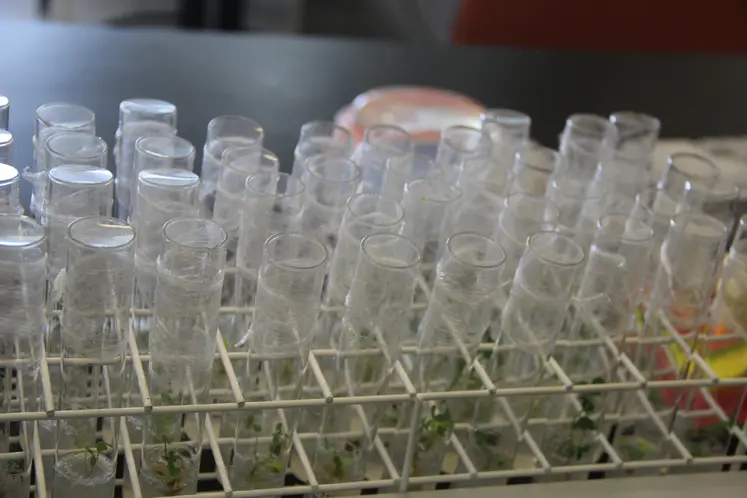 Tubes pour la création variétale dans un laboratoire de biotechnologie végétale. 