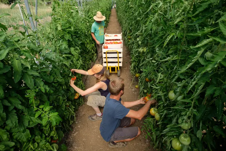 Salariés agricoles saisonniers récoltent des tomates sous serre 