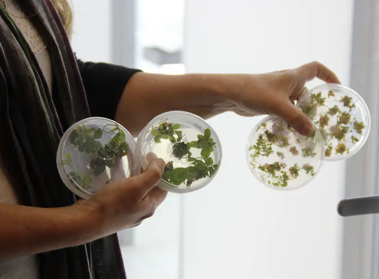 Boîte de Petri contenant des cultures de soja in vitro pour produire des OGM dans un laboratoire argentin de biotechnologie végétale 