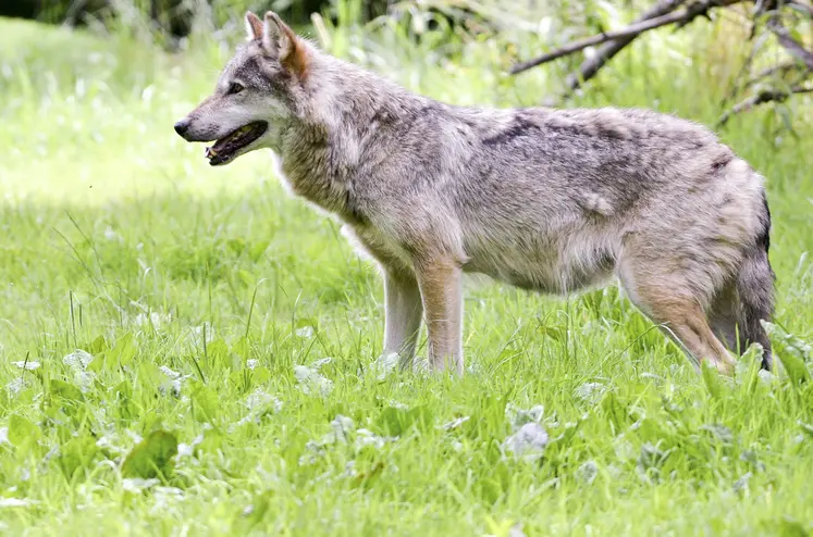 Loup de profil dans un parc européen. 
