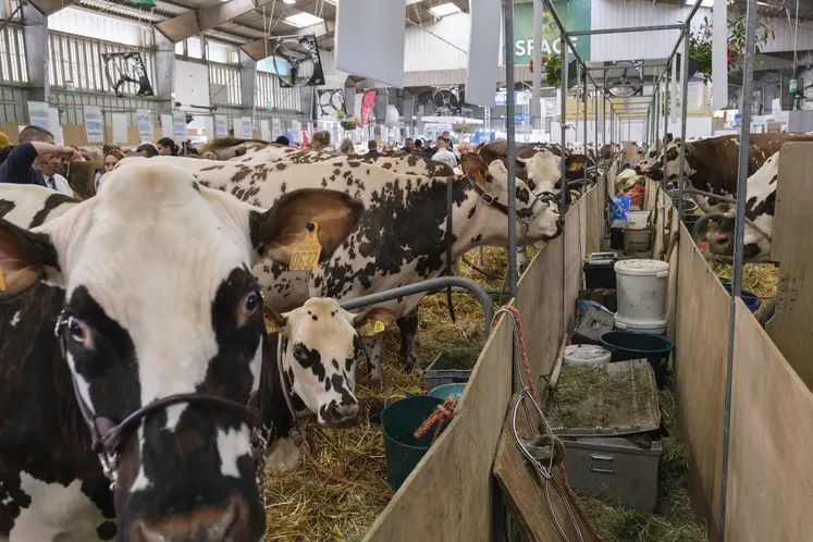 Vaches normandes dans un hall lors du Space 2024. 