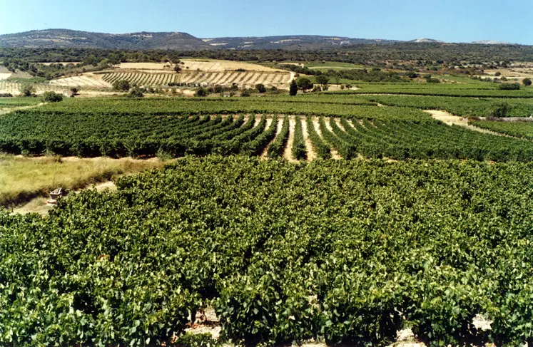 paysage de vignes et de collines