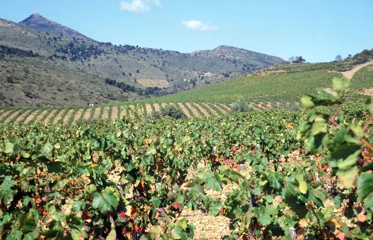 champs de vignes et montagne, paysage occitan