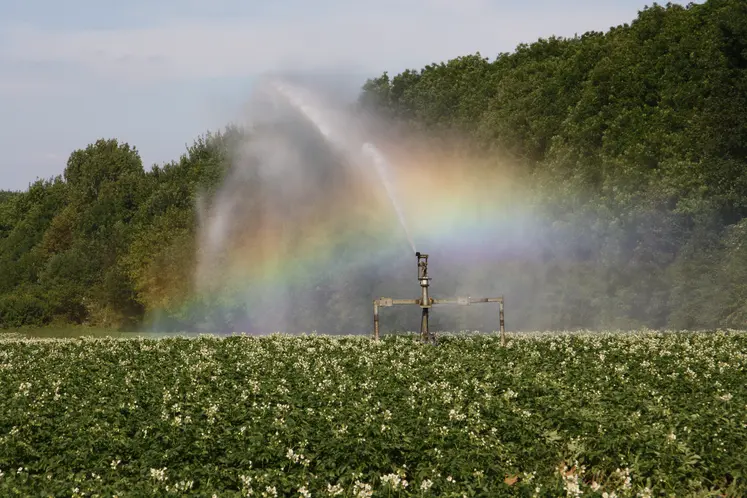 Irrigation de pommes de terre au canon à eau dans le Nord-Pas-de-Calais.