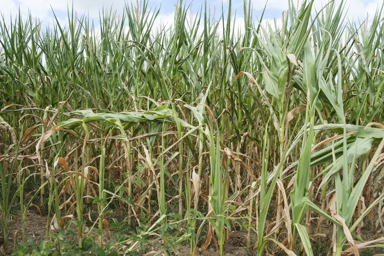 aïs non irrigué dont le développement a été entravé par la sécheresse et les températures élevées