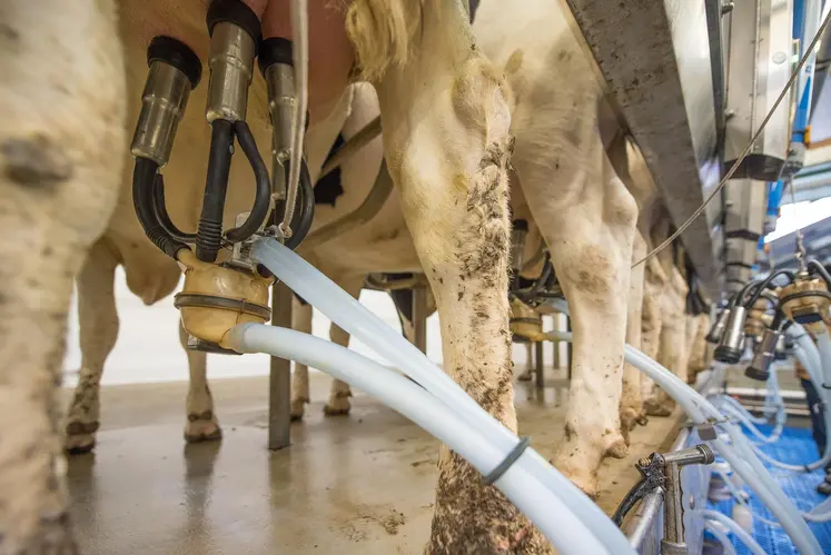 pis des vaches appareillés pour la traite automatique