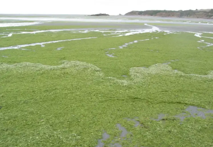 algues vertes échouées recouvrant totalement une plage