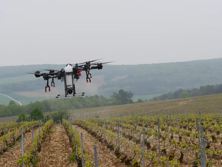 drone épandant des phytois au dessus de vignes