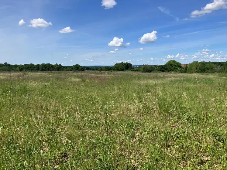Parcelle en jachère. 