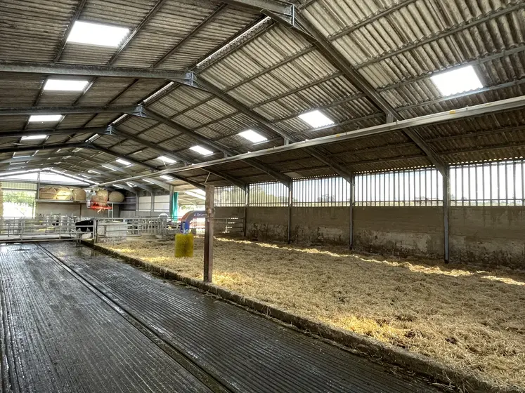 Aire paillée dans une stabulation pour vaches laitières
