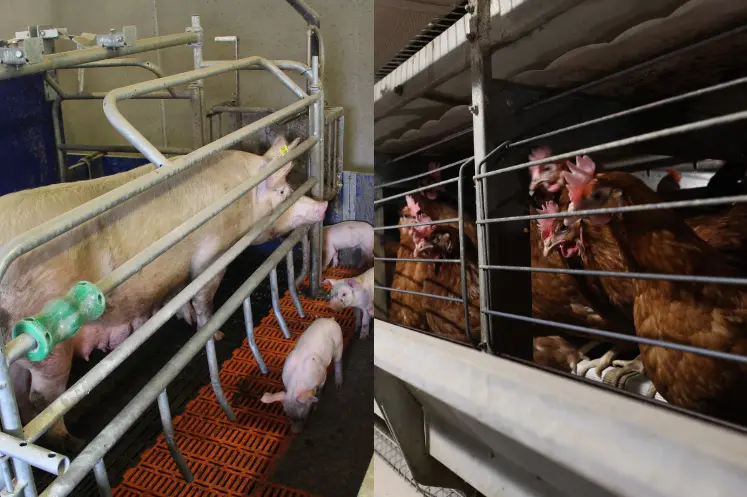 Une truie en cage avec ses porcelets et des volailles de chair en cage
