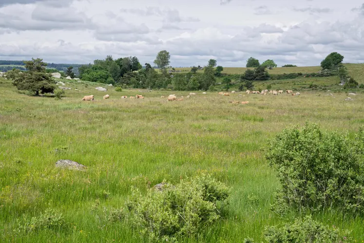 des vaches pâturent dans une prairie naturelle
