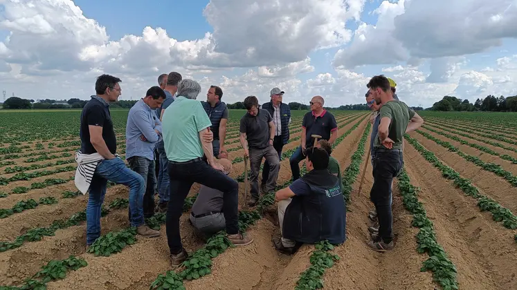 Des agriculteurs engagés dans le programme Covalo Hauts-de-France dans un champ de pommes de terre. 
