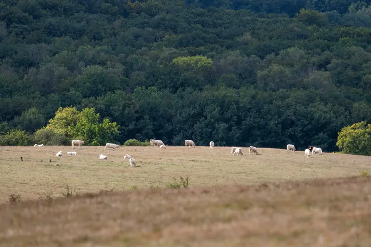 Troupeau de bovins charolais au pré. La canicule a desséché les pâturages, l'herbe est jaune.