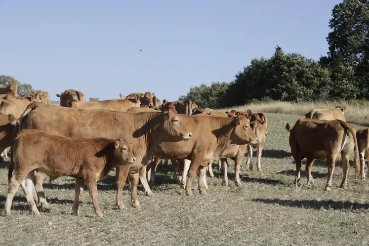 troupeau de vaches