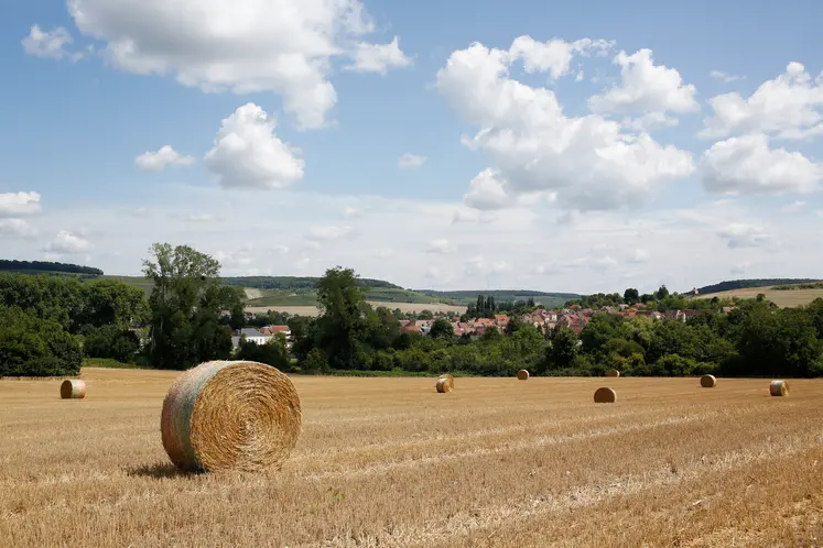 Paysage agricole en été dans la Marne 