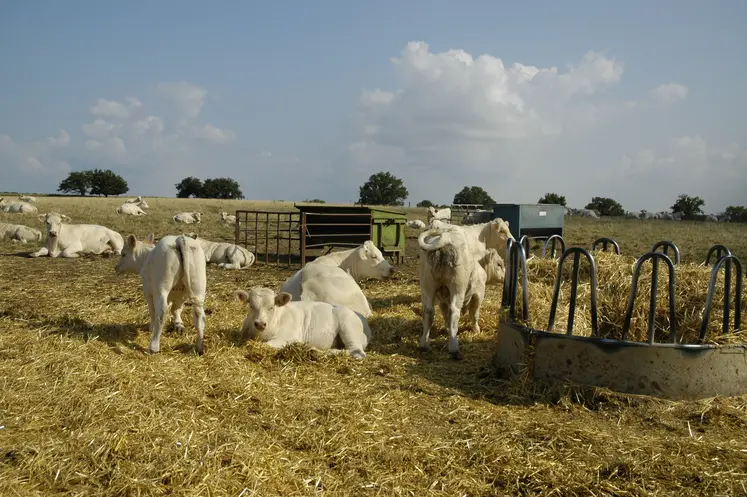 Troupeau de charolais aux pâturages, en situation de sécheresse.