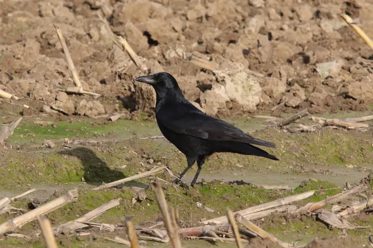 corneille noire dans un champ de maïs à l'automne après récolte