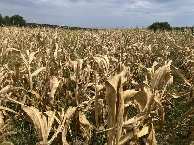 Champ de maïs en Charente