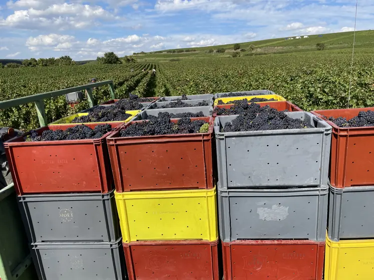  Caisses devant une parcelle de vigne au moment de la récolte 