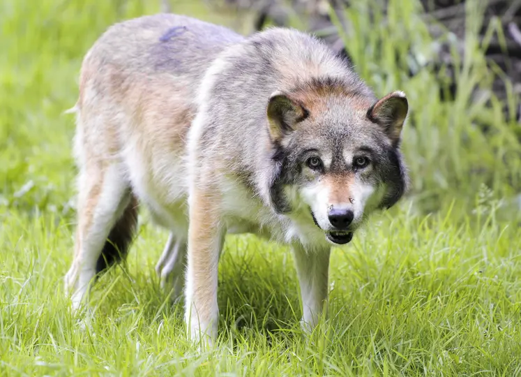  Loup européen de face dans le parc animalier de Sainte-Croix.