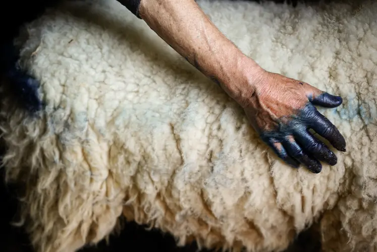 Main bleue sur une brebis avant l'estive