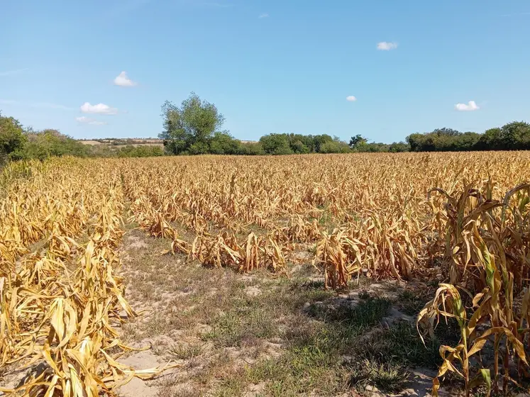 Champ de maïs grillé par la canicule et la sécheresse dans la Manche  