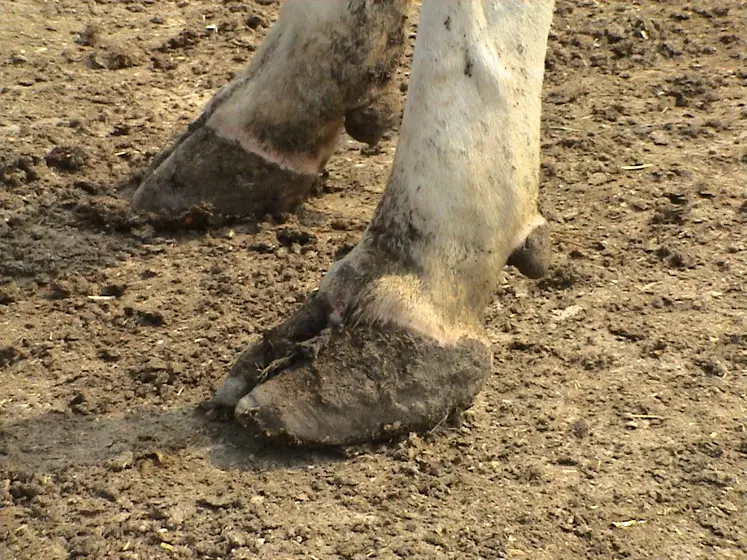 Pieds avant d'une vache laitière dans un élevage. 