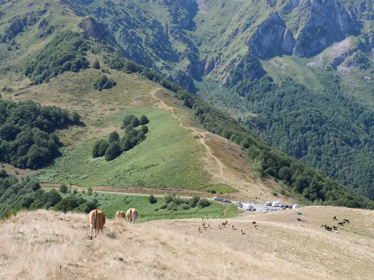 Animaux dans des estives dans les Pyrénées, avec la montagne visible derrière. 