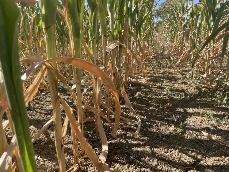 plants de maîs affectés par la canicule et la sécheress