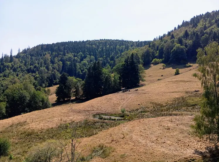 Prairie desséchée dans les Vosges.  