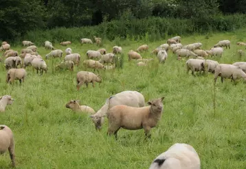 Une bonne prévention améliorera les performances de croissance des agneaux en maîtrisant les pasteurelloses, le parasitisme et le piétin.