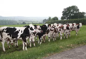 Vaches laitières en Bretagne