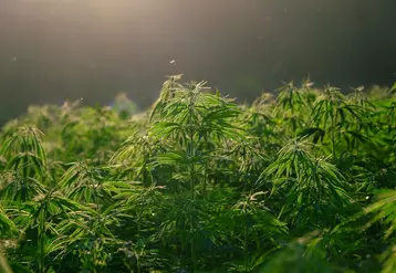 champs de chanvre (cannabis) 