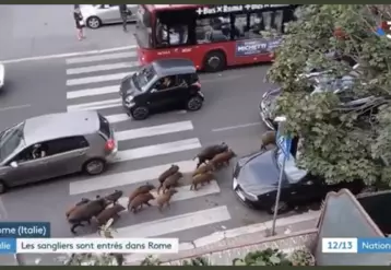 Sanglier ville capture écran reportage TV