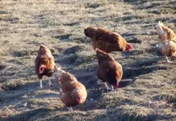 Vingt deux poules sur la trentaine présentes sont mortes à partir du 14 novembre
