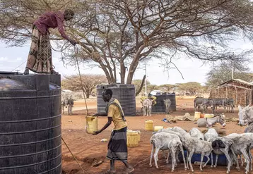 sécheresse au Kenya (Afrique)