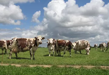 vaches mises à l'herbe